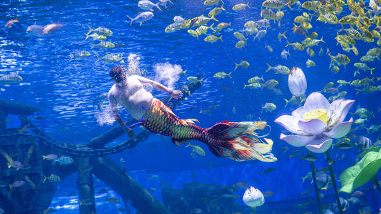 图为胖人鱼“猪鲤”表演剧照。融创海世界 供图